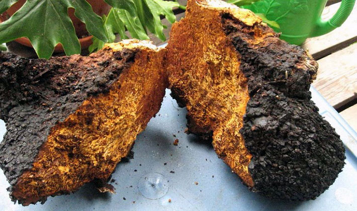 chaga7